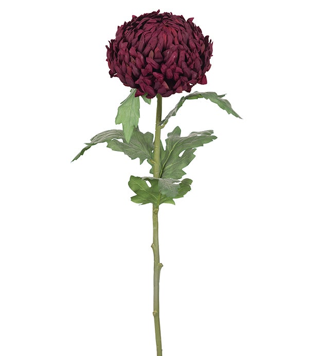 Mr Plant Krysanteemi, 70cm, viininpunainen