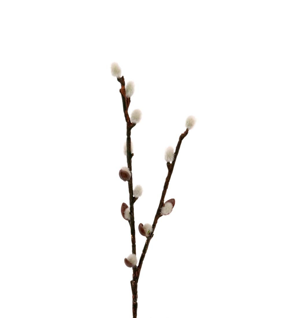 Mr Plant pajunkissa, 36cm