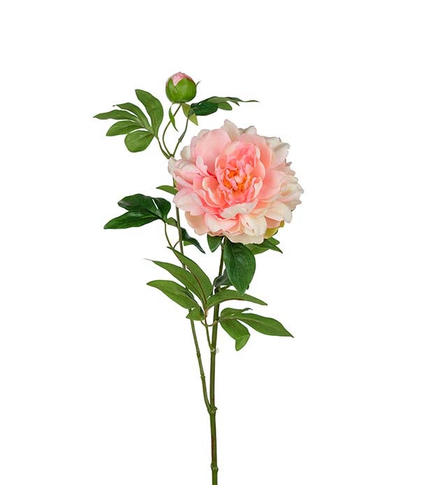 Mr Plant pioni, 65cm