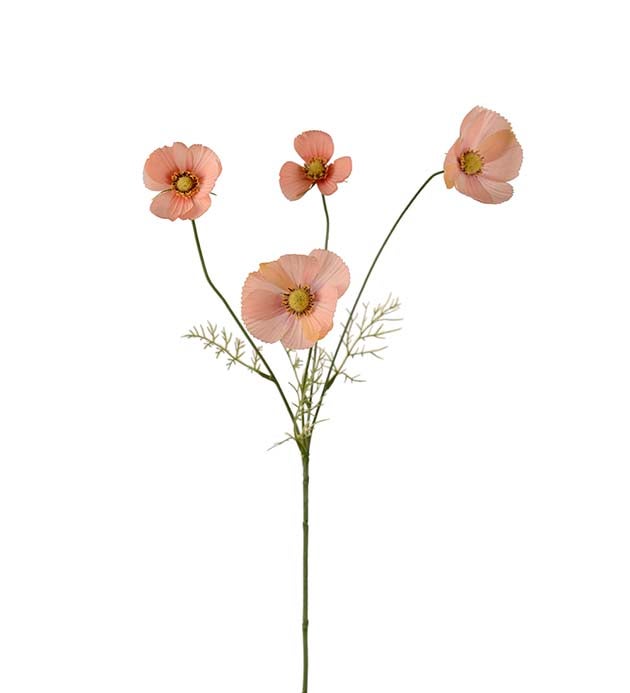 Mr Plant kosmoskukka, 60cm