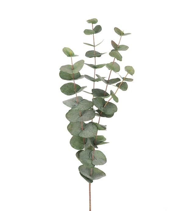 Mr Plant eucalyptus oksa, 60cm