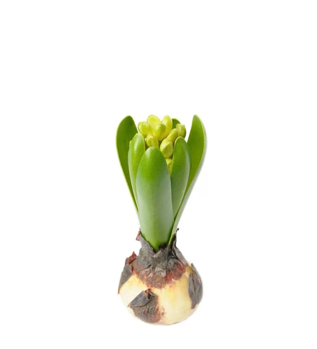 Mr Plant hyasintti 15cm