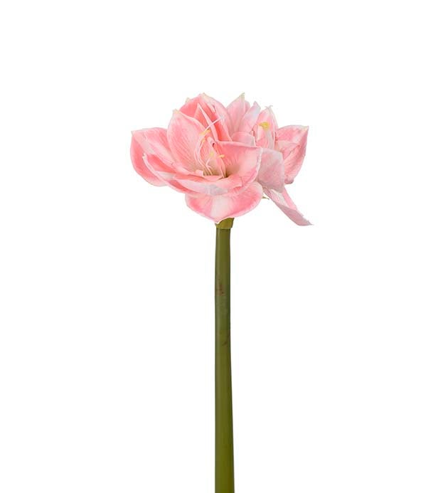 Mr Plant amaryllis vaaleanpunainen, 60cm