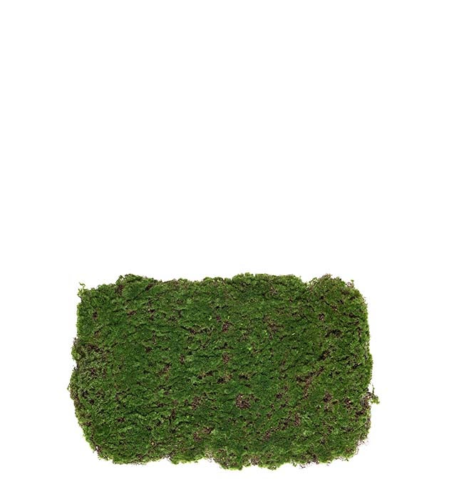 Mr Plant sammal, 40x60cm