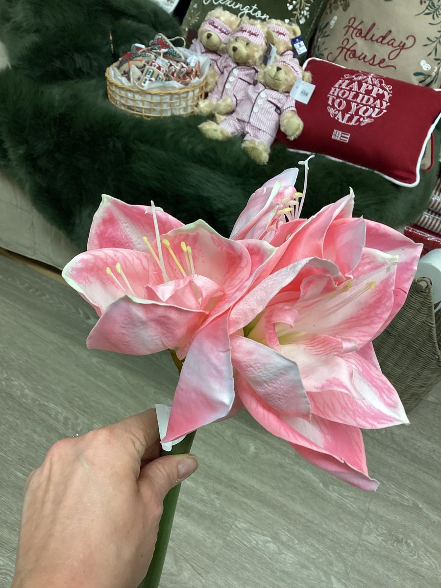 Mr Plant amaryllis vaaleanpunainen, 60cm