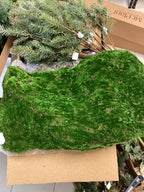 Mr Plant sammal, 40x60cm