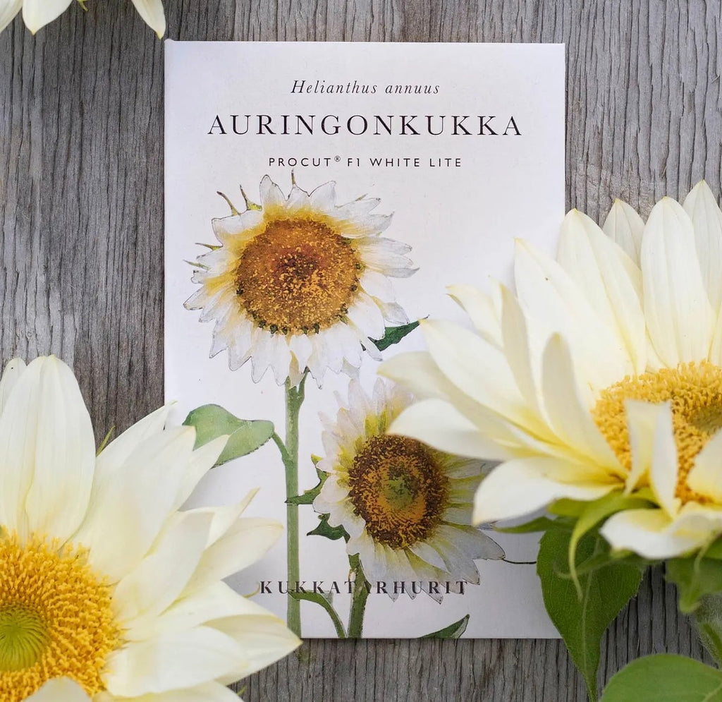 Kukkatarhurit Auringonkukka procut white lite