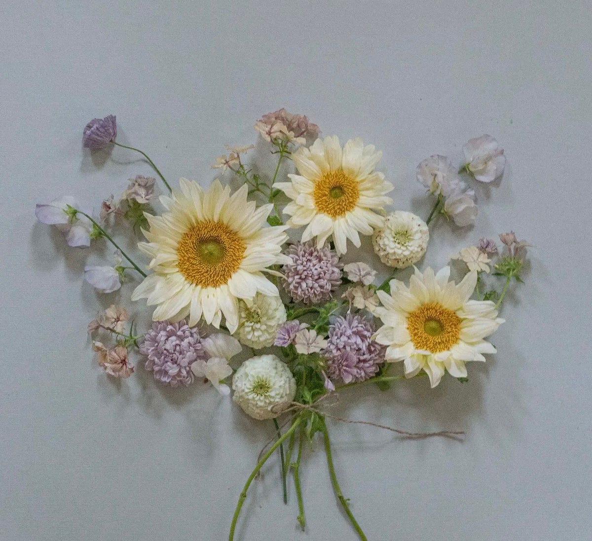 Kukkatarhurit Auringonkukka procut white lite