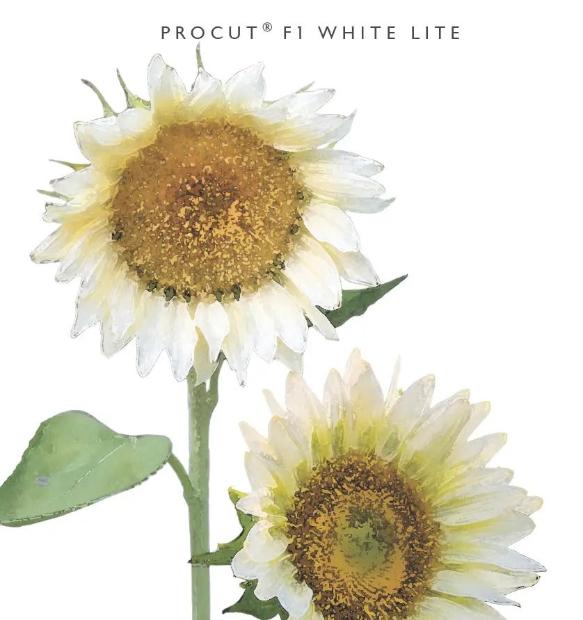 Kukkatarhurit Auringonkukka procut white lite