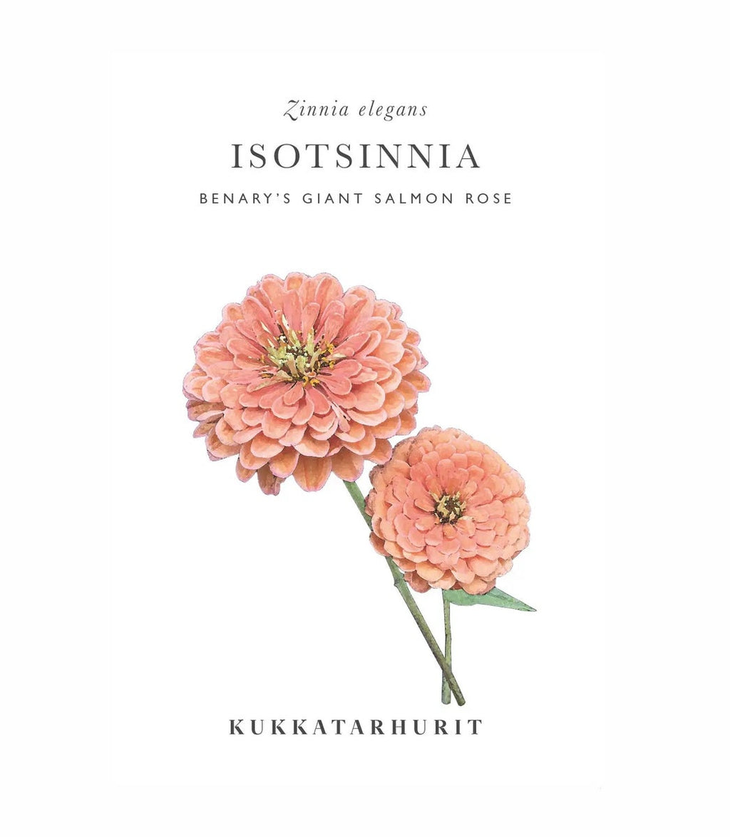 Kukkatarhurit Isotsinnia Benary`s Giant salmon rose