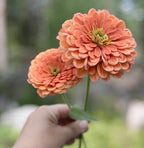 Kukkatarhurit Isotsinnia Benary`s Giant salmon rose