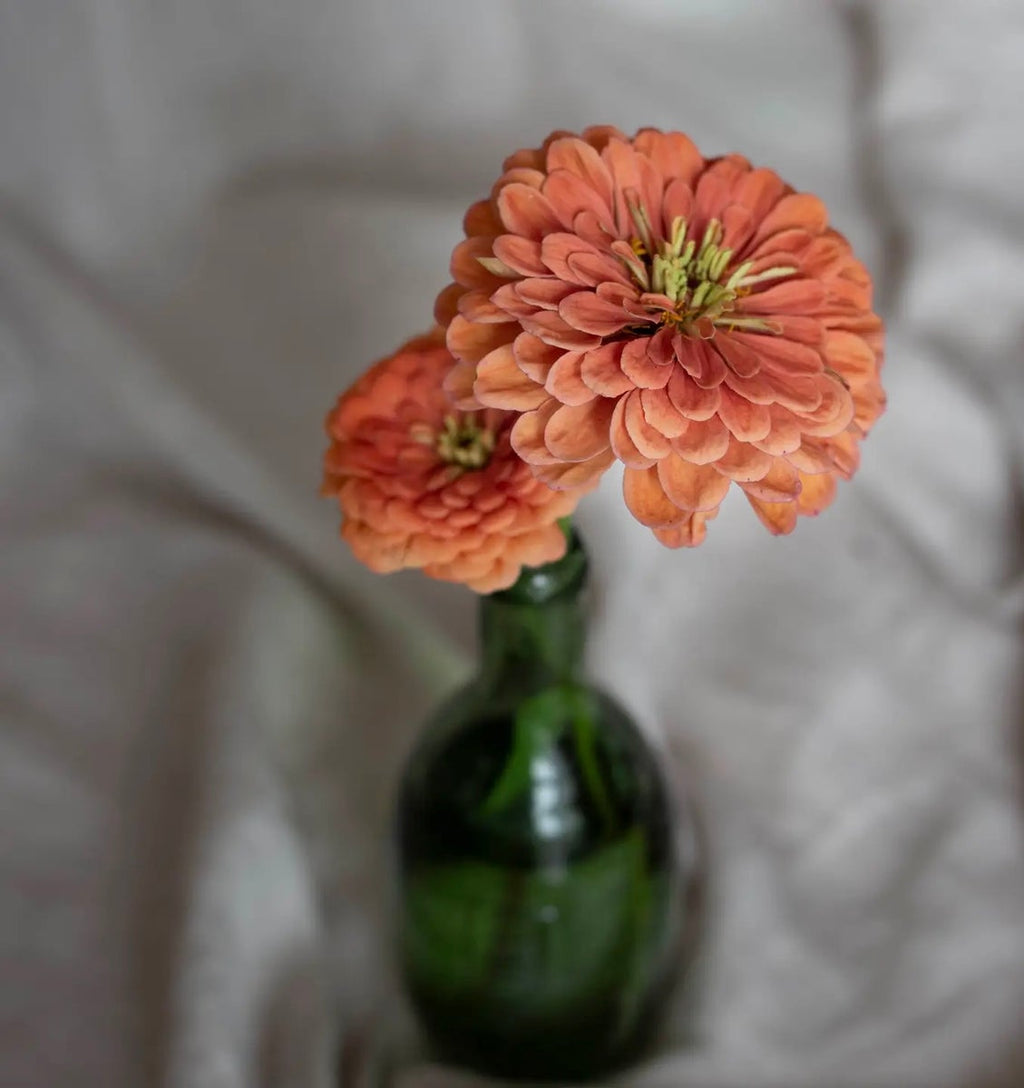 Kukkatarhurit Isotsinnia Benary`s Giant salmon rose