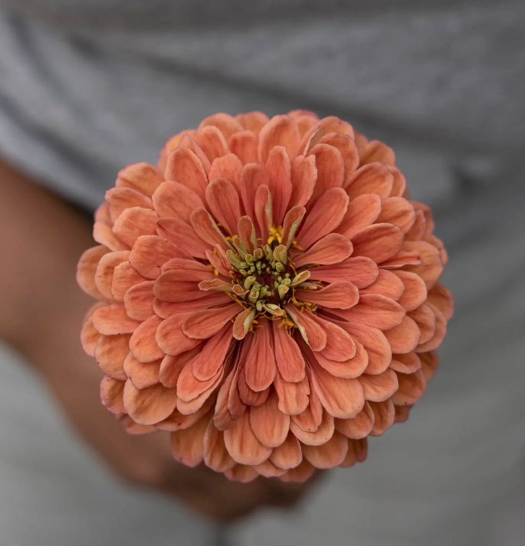 Kukkatarhurit Isotsinnia Benary`s Giant salmon rose