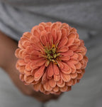 Kukkatarhurit Isotsinnia Benary`s Giant salmon rose
