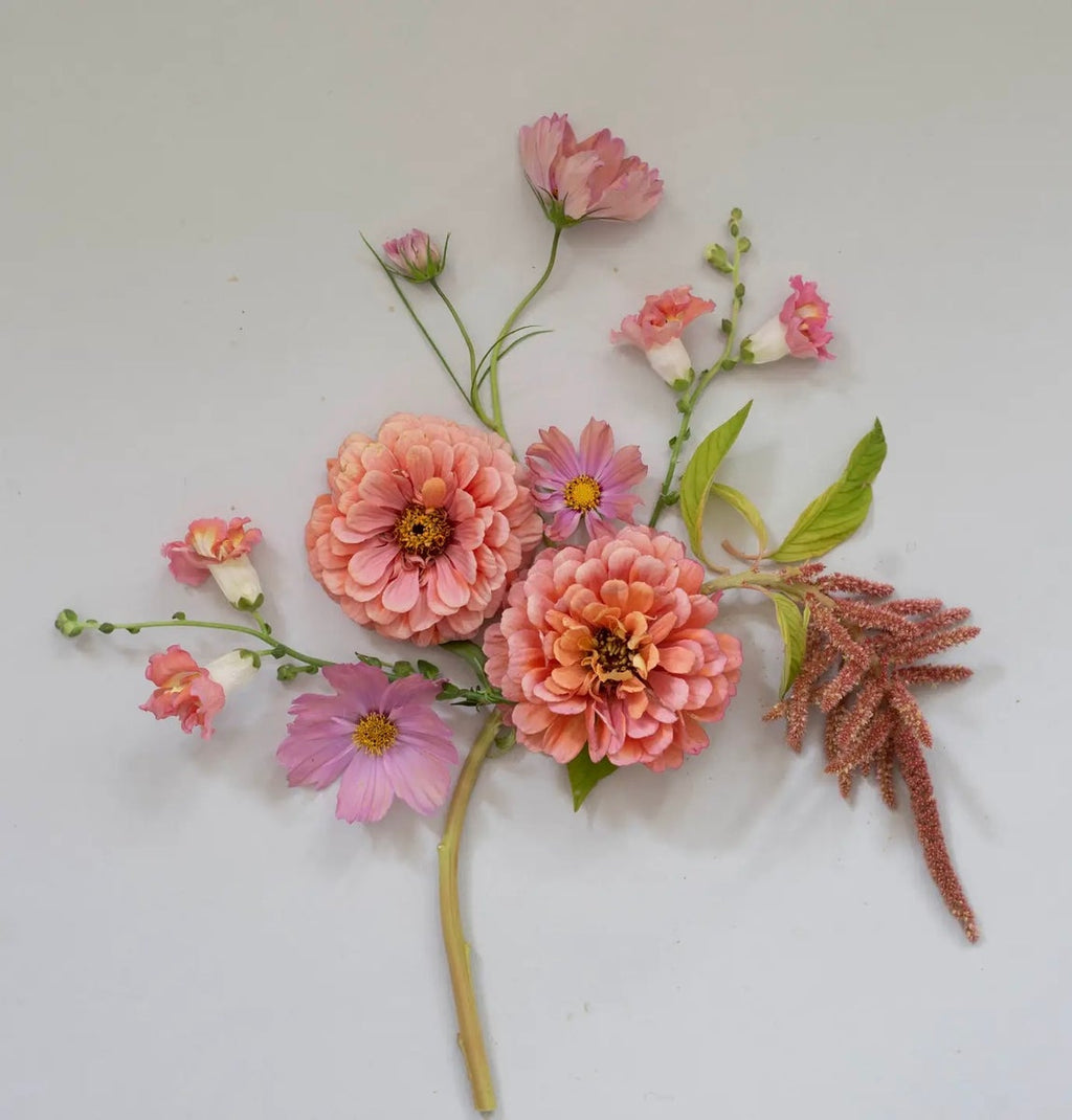 Kukkatarhurit Isotsinnia Benary`s Giant salmon rose