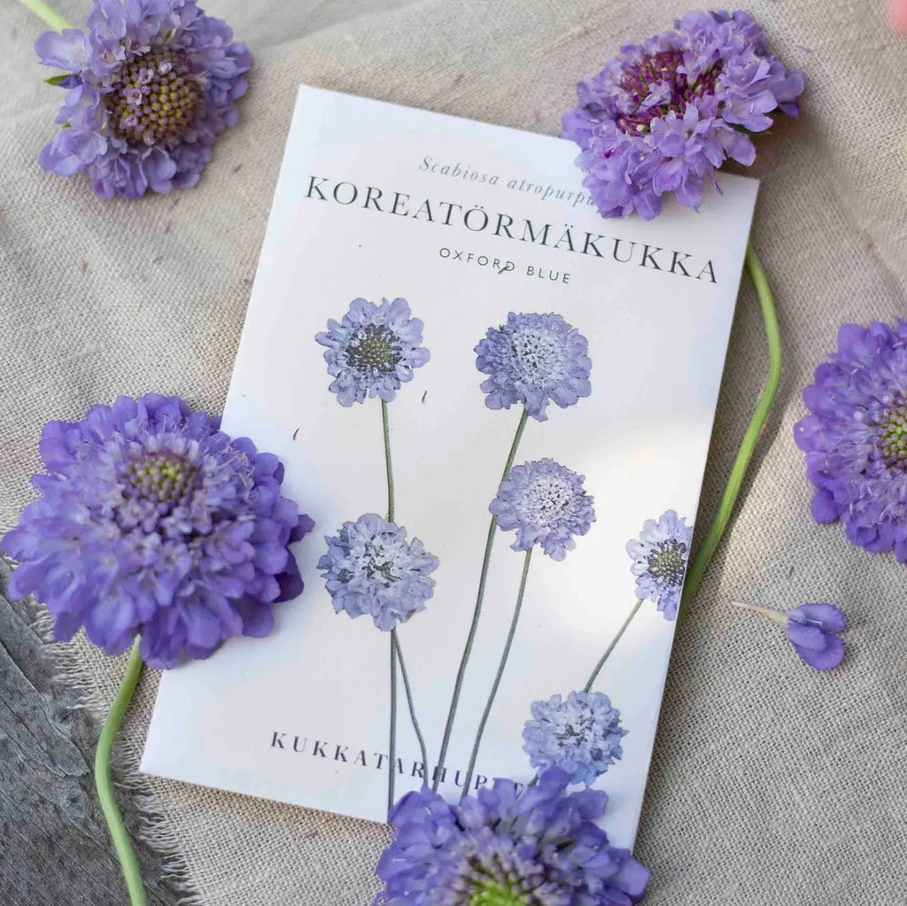 Kukkatarhurit Koreatörmäkukka Oxford blue