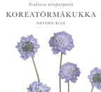 Kukkatarhurit Koreatörmäkukka Oxford blue