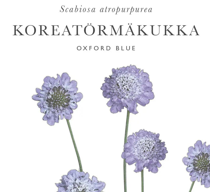 Kukkatarhurit Koreatörmäkukka Oxford blue