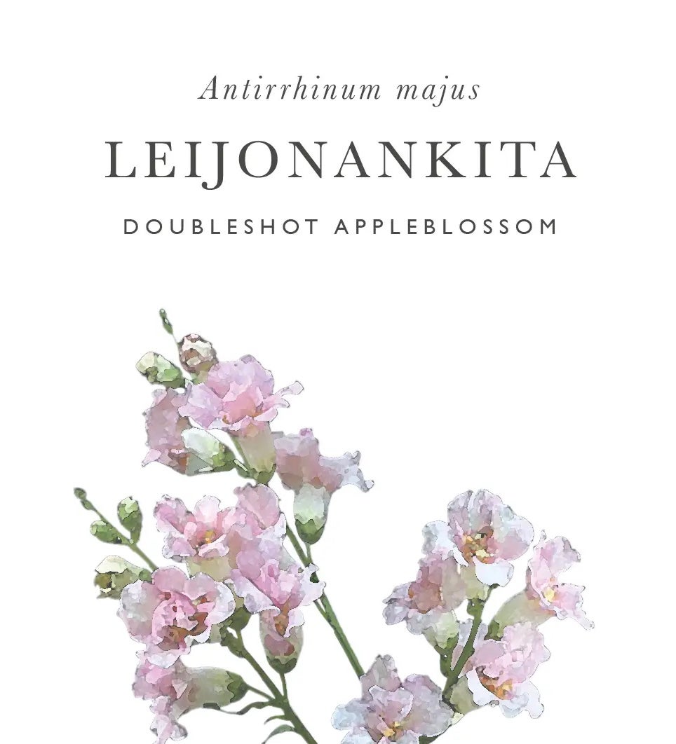 Kukkatarhurit Leijonankita doubleshot appleblossom