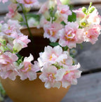 Kukkatarhurit Leijonankita doubleshot appleblossom
