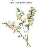 Kukkatarhurit Leijonankita Snapstar champagne