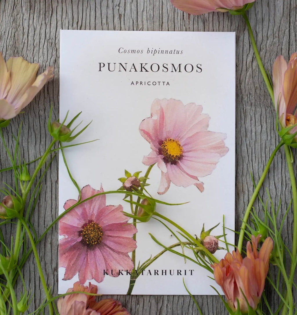 Kukkatarhurit Punakosmos apricotta