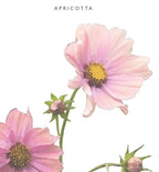 Kukkatarhurit Punakosmos apricotta