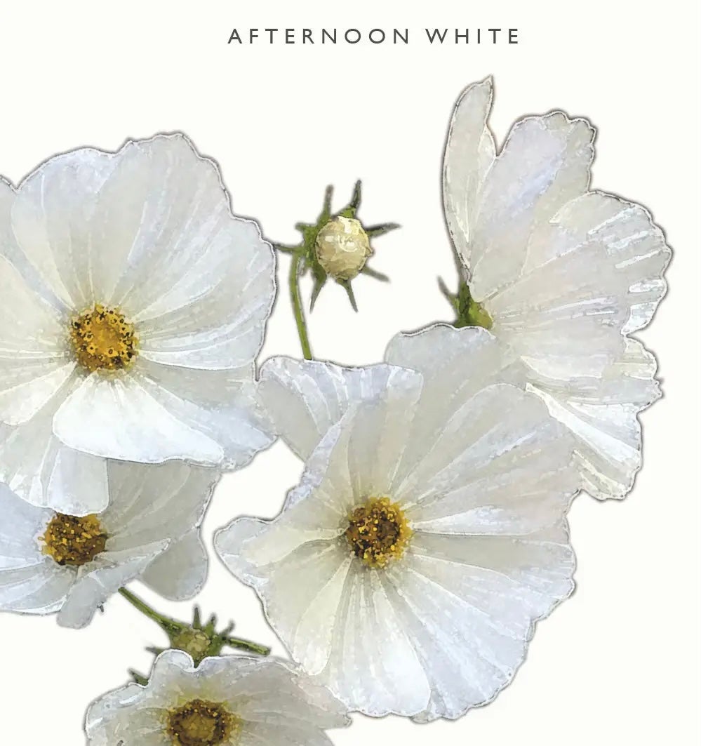 Kukkatarhurit Punakosmos afternoon white