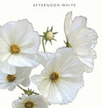 Kukkatarhurit Punakosmos afternoon white