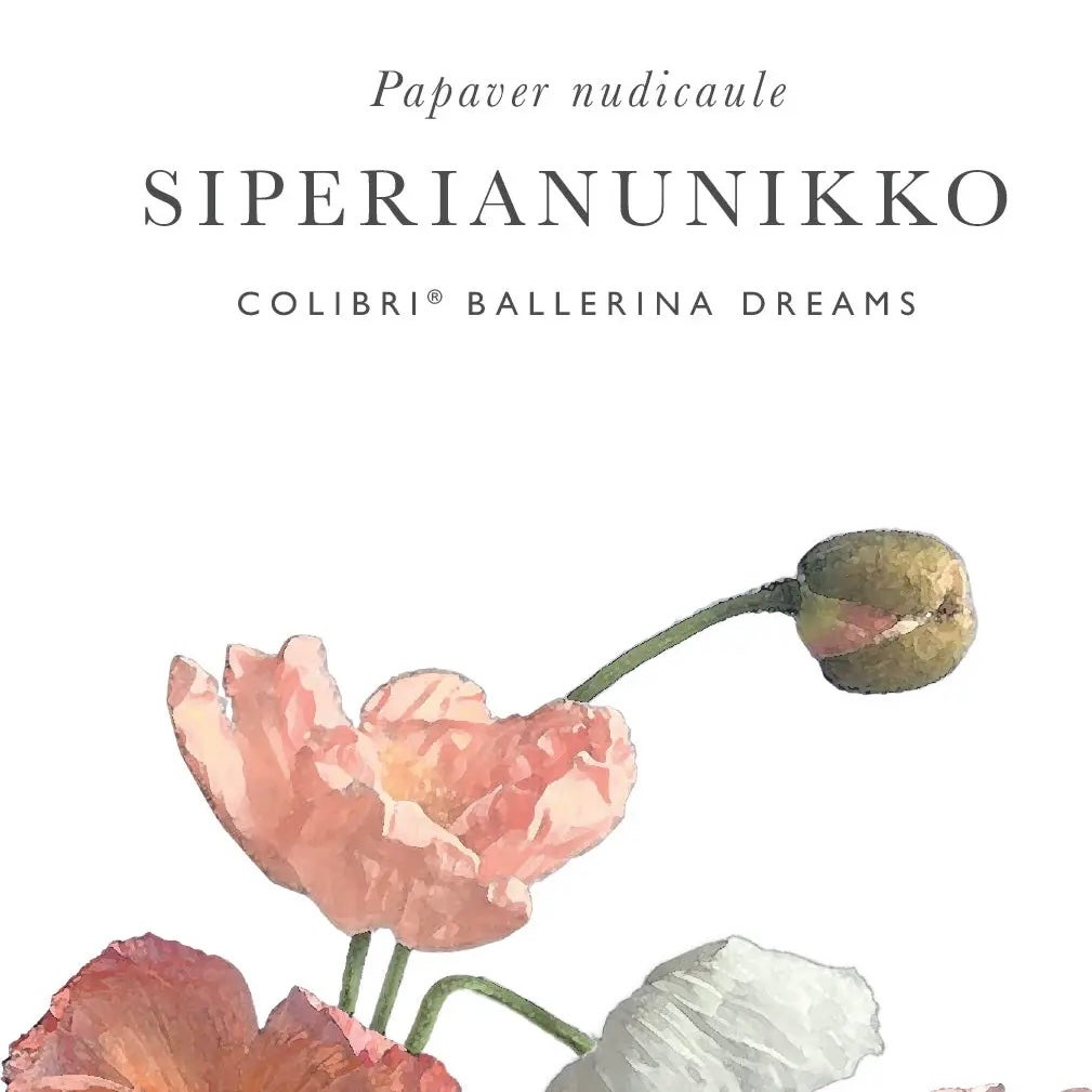 Kukkatarhurit Siperianunikko colibri ballerina dreams