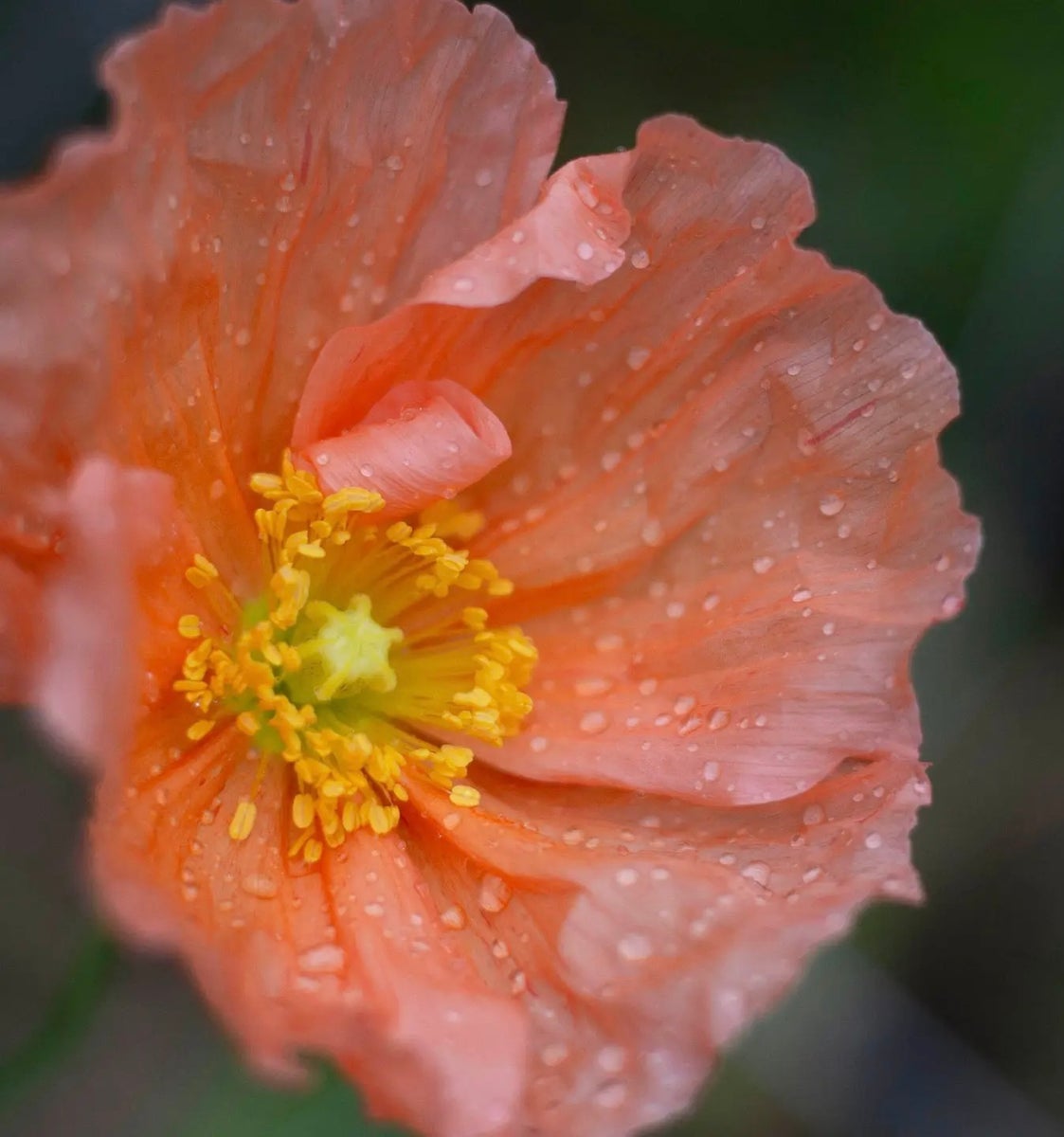 Kukkatarhurit Siperianunikko colibri ballerina dreams