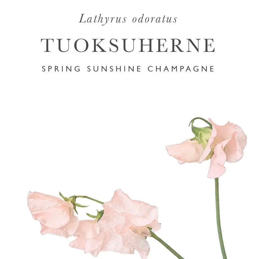 Kukkatarhurit tuoksuherne spring sunshine champagne